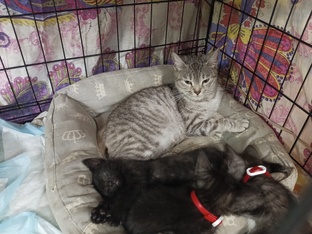 Кошка подброшенная к приюту с 3 котятами