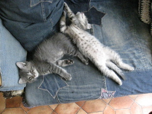 котята