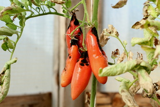 Вредители и болезни растений