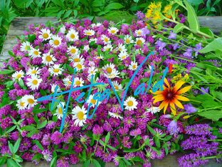 ФИТОТЕРАПИЯ