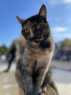 Как Краснодарский край заменил Турцию