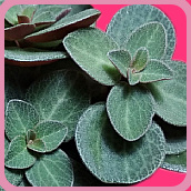 Моя растительная жизнь