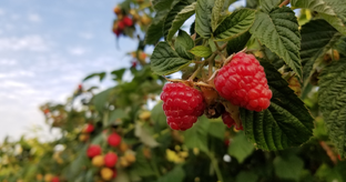 Плодово-ягодные