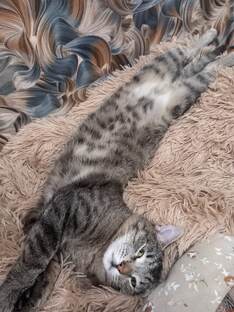 Коты - цветы нашей жизни