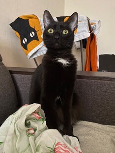 В мире животных