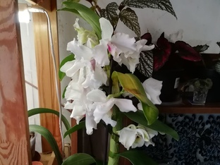 Мои орхидеи