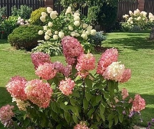 Все о гортензии на канале "Жизнь в саду"