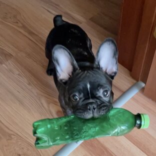 Игрушки для бульдожки 