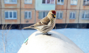 Удивляемся вместе