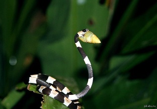 Улиткоед: охотник, который ест панцири как чипсы
