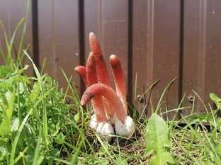 Грибной эксперимент 