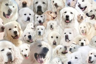 Рассказы владельцев о подгалянцах России