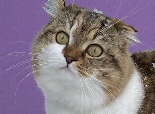 Смешные котики