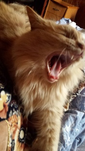 Без кота и жизнь не та: жизнь моих кошек на даче 