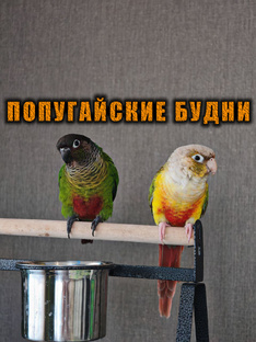 Дневник попугаев: Лотти 🦜 и Грут 🐦