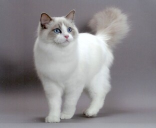 Самые удивительные породы кошек