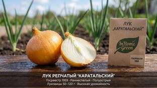 Лук