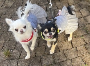 Одежда для собак