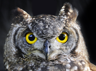 Гипноз. Практическое применение.