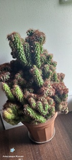 Мои колючие друзья