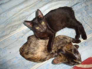 Котята Татьяны