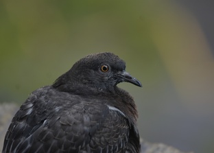 Городские птицы 