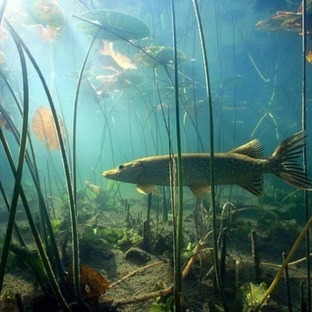 Подводная съемка