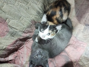 РАСТЕТ СМЕНА