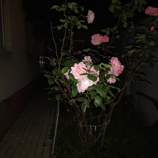 сад и огород