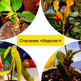 Спасение "бедолаг"