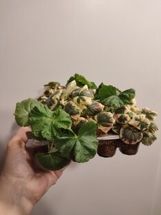 Укоренение черенков пеларгоний. 