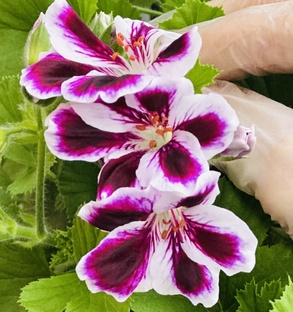 Сбор ГастроБоксов 