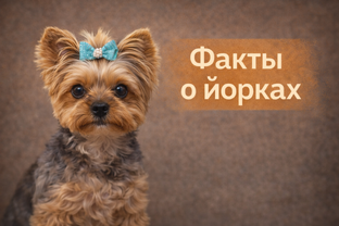 Факты о йорках 