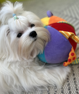 Мальтезе Умка 🐶