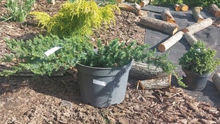 ХВОЙНЫЕ на участке