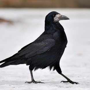 Грач: умная, дерзкая и недооценённая птица-стратег