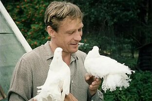 Любовь и голуби 1984 г. 