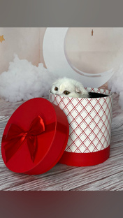 Шотландские котята Геленджик 