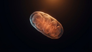 ЭНЕРГИЯ КЛЕТКИ