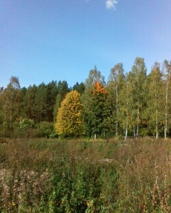 Любимый лес🌲