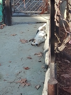 Как спит моя собака шарик! 🐶