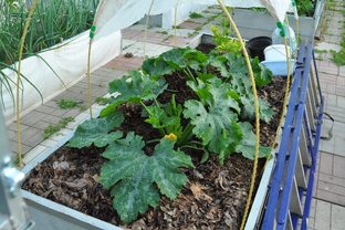 Выращивание кабачков и тыквы