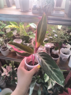 Марантовые