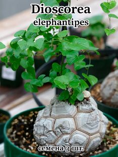 Диоскорея из семян