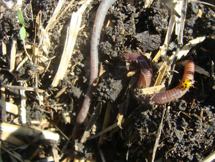 Дождевые черви, биогумус.