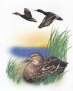 Знакомим детей с перелетными водоплавающими птицами.