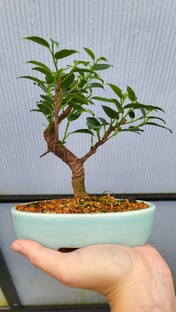 Фикусы