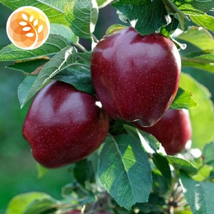 Яблони позднего срока созревания