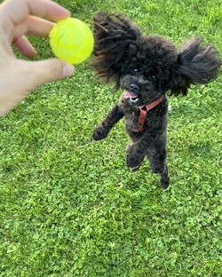 Любовь к пуделям 