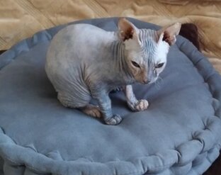 Котенок в доме — радость в семье